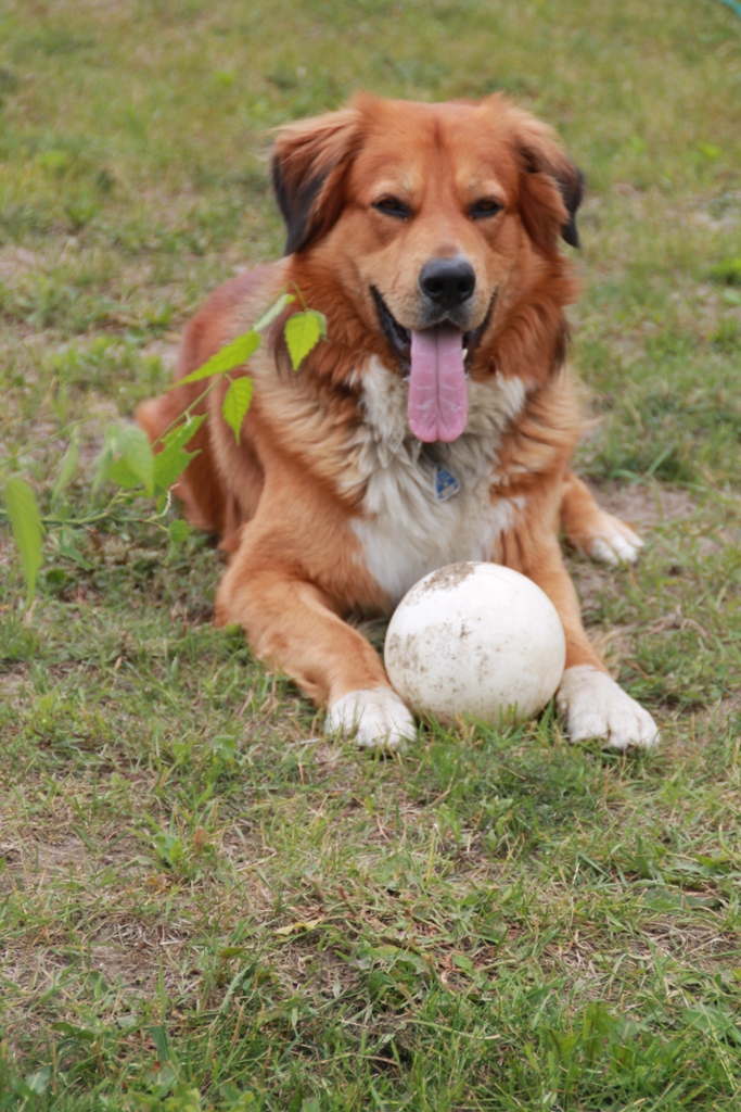 Buddy (Belgischer Schäferhund, Unbekannt) Belgischer Schäferhund Unbekannt 